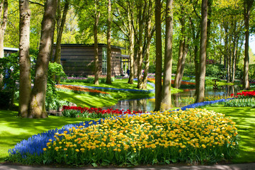 Obraz premium Blooming tulips and colorful spring flowers park