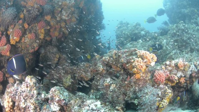 Coral reef scenics of the Sea of Cortez, Baja California Sur, Mexico. 