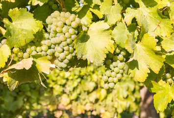 close-up of ripe bunches of chardonnay grapes growing on vine in vineyard