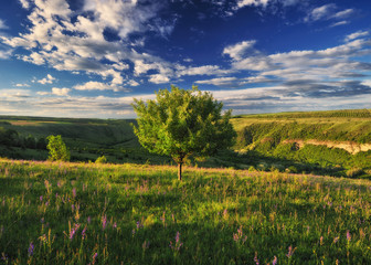 Fototapeta premium spring valley. canyon of the picturesque river