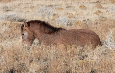 Cute Wild Horse Foal Bedded 