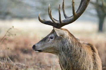 Beautiful red deer stag Cervus Elaphus with majestic antelrs in Autumn Fall froest landscape