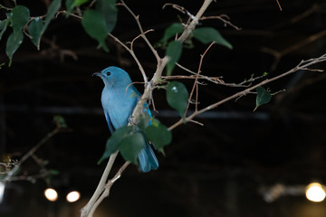 Blue bird in tree
