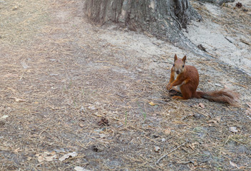 Red squirrel on the ground, tree in the summer park. Nature background