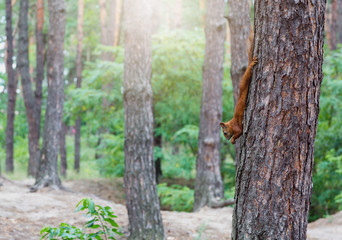 Red squirrel on the ground, tree in the summer park. Nature background