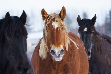 Fototapeta na wymiar 雪原を走る馬