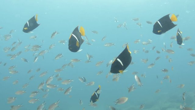 Group Of King Angelfish (Holacanthus Passer) On The Coral Reefs Of The Sea Of Cortez, Baja California Sur, Mexico.