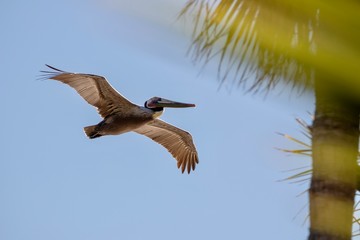 pelican in flight by palm tree