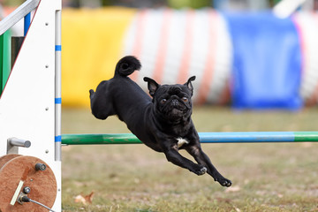 Hundesport Agility Mops springt über Hürde