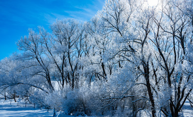 snow covered trees in winter time