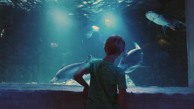 Child Looks At The Fish In The Aquarium. Shark.