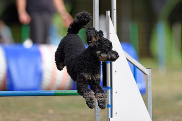 Hundesport Agility Pudel springt über Hürde