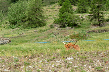animal crouched in the grass