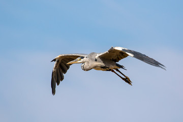 Grey heron, Ardea cinerea flying with blue sky in the background.