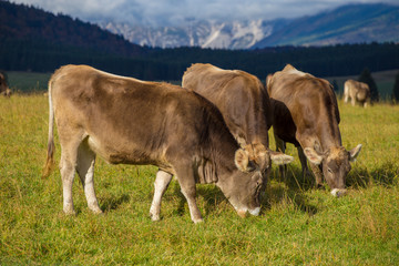 Fototapeta premium Mucche al pascolo nella piana del Cansiglio, Veneto