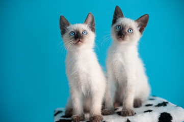 Two  blue-eyed Siamese kitten on a blue background.