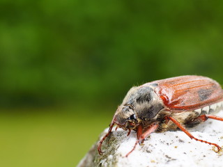 Maikäfer