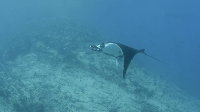 Mantas at the Sea of cortez, Mexico.