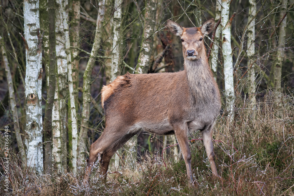 Poster a full length portrait od a red deer standing with a wood or forest as a background.standing in the 