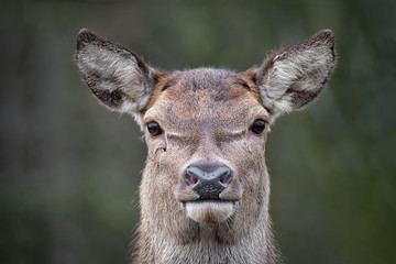Naklejka na ściany i meble A very close image of a red deer staring forward at the camera. This is photograph of the head only and ears are pricked