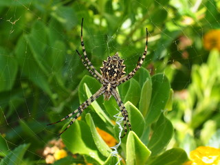 Spinne im Spinnennetz