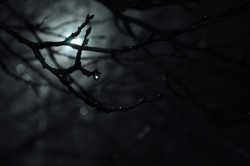 Mysterious dark autumn forest in green fog with road, trees and branches