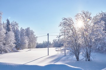Scenic image of snowy fir in clear weather . Cold day, quiet winter scene in the forest. The concept of tourism. Happy New Year Russian forest.