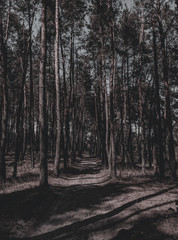 Naklejka premium Прекрасный густой лес