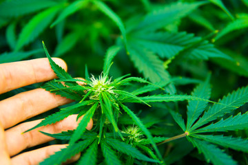 In door grow hemp. Young cannabis plant. Medicinal indica with CBD. Cannabis at the beginning of...