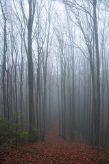 Mysterious dark autumn forest in green fog with road, trees and branches