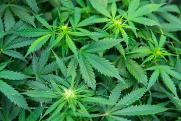 Green background of leaves. In door grow hemp. Young cannabis plant. Medicinal indica with CBD....