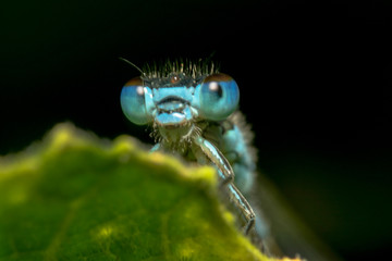 Blue damselfly portrait headshot from bottom up with shiny eyes with reflection on them and clear spiky hair with shiny circle in the middle of the head and a black background to make it pop