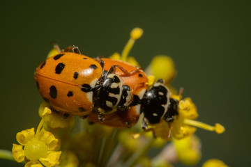 Orange ladybugs mating on yellow flower. Top ladybug is in focus. Ladybug carrying another ladybug on its back. Ladybugs reproducing in nature
