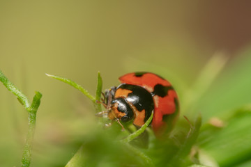 Red and Black ladybug crawling on a green plant with colourful yellow and green background