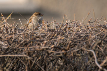 Sparrow in the hedge in the season garden