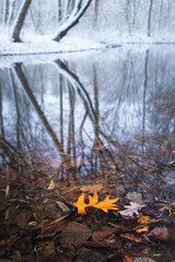 January 2019. Yellow leaf into the lake in a park on winter. Ansbach, Germany