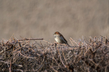 Sparrow in the hedge in the season garden