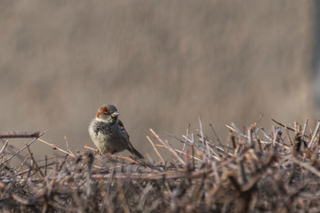 Sparrow in the hedge in the season garden