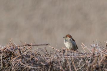 Sparrow in the hedge in the season garden