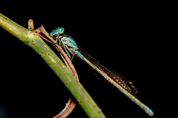 Blue damselfly seating on a green arched branch looking a the camera from the side of its eye with a beautiful black background to make it pop/standout