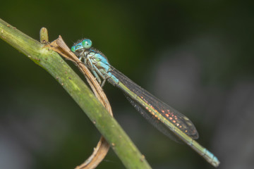 Blue damselfly seating on a green arched branch looking a the camera from the side of its eye with...