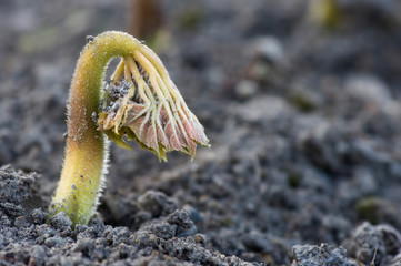 Shieldleaf Rodgersia (Astilboides tabularis) seedling emerging from soil.