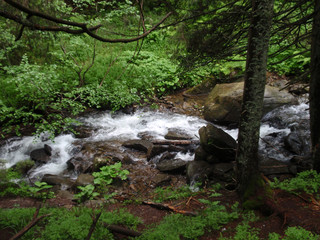 Obraz premium Mountain stream among the stones with moss in the green forest in the Carpathians at the foot of Goverla