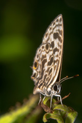 Speckled Line Blue Butterfly - Scientific Name: Catopyrops florinda sitting on a green plant with its wings closed together, full view tilted to right