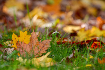 Foglie autunno