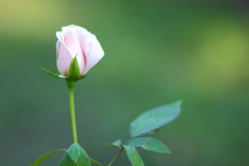 One pink rose on a blurred background. One rose flower for Valentine's Day. Beautiful flower for holiday card. Copy space