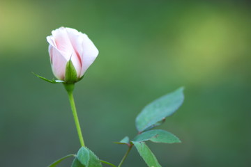 One pink rose on a blurred background. One rose flower for Valentine's Day. Beautiful flower for holiday card. Copy space