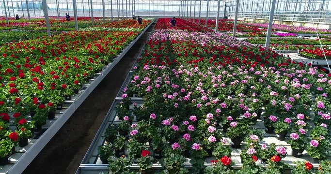 People work in a greenhouse, a greenhouse with flowers, people work with flowers in a greenhouse, growing plants of ornamental plants, colorful flowers in a bright greenhouse.