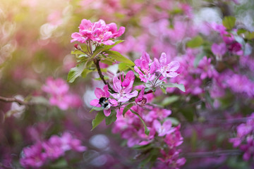 The pink blossoming apple-tree, bumblebee on a flower, a spring garden, dawn, blossoming