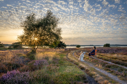 Beautiful sunset over bay and heathland with heather